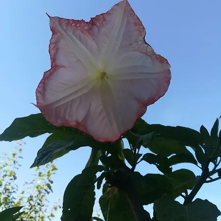 Resort Marina Di A Testa *